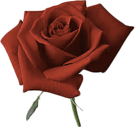 лучшее предложение руки и сердца